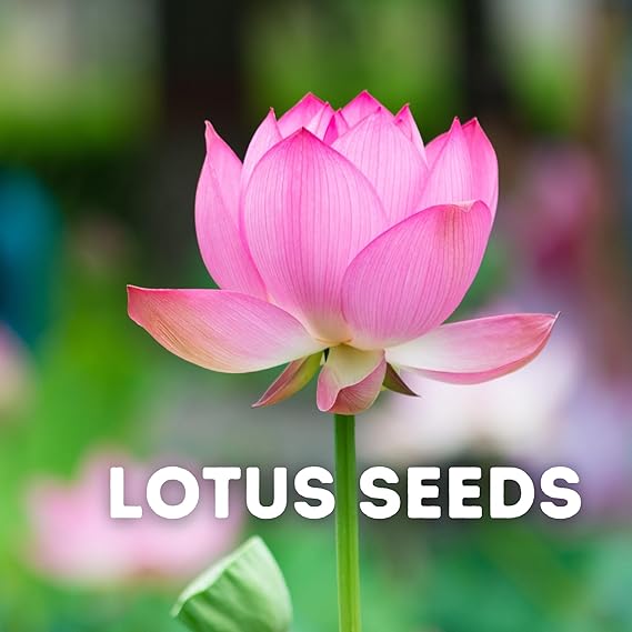 20 Pcs Japanese Bonsai Lotus Seeds Pack of 1