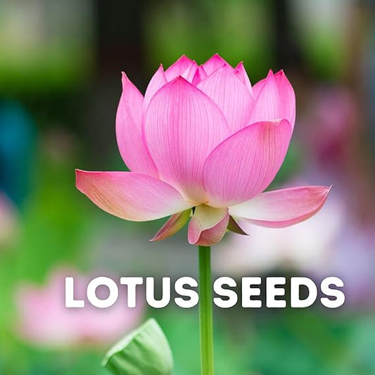 20 Pcs Japanese Bonsai Lotus Seeds Pack of 1